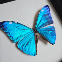 Image 2 of Framed - Adonis Morpho Butterfly