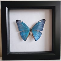 Image 1 of Framed - Adonis Morpho Butterfly