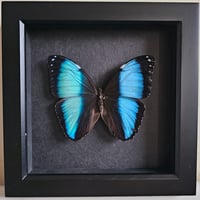 Framed - Banded Blue Morpho Butterfly II