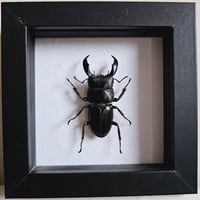 Framed - Titanus Stag Beetle