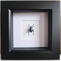 Framed - Mini Blue Frog-Legged Beetle