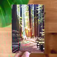 Image 2 of Muir Woods - Postcard