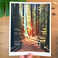 Image of Muir Woods - Letter