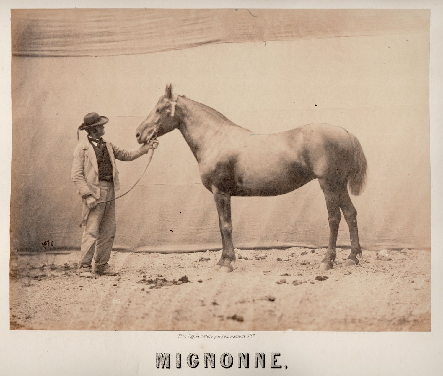 Image of Adrien Tournachon (dit Nadar Jeune): "Mignonne", horse with his owner, ca. 1860