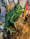 Image of Chameleon Carving