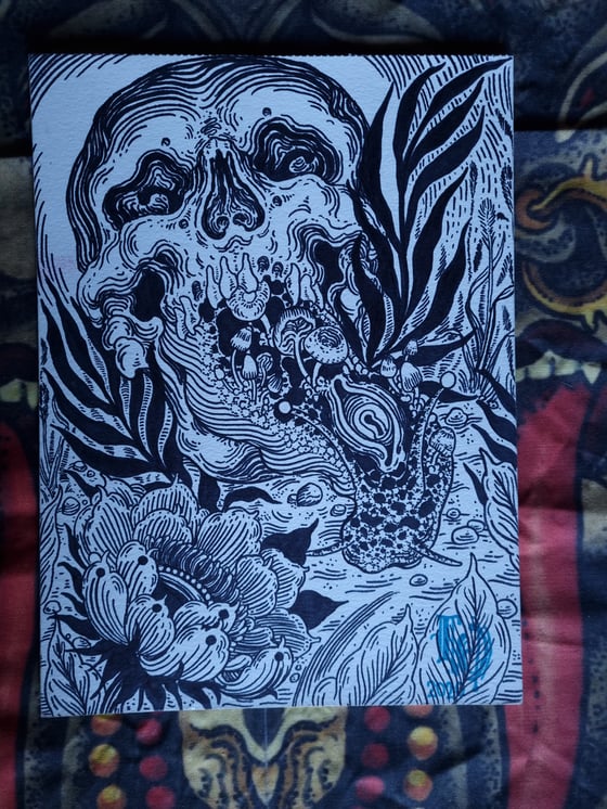 Image of Skull Snail 