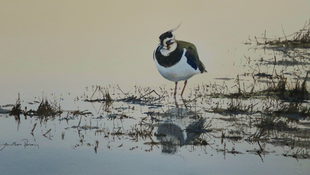 Image of Lapwing feeding on a winter afternoon