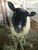 Image 3 of Cosmos & Eclipse Yarn