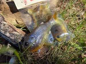 Image of Bob’s Bluegill 2pk (Fall Gill)