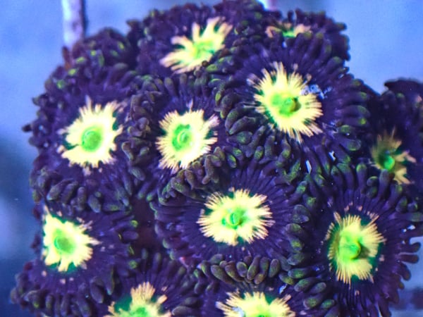 Image of Bizarro Zoa 3 polyps