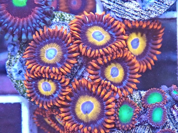 Image of Blue Eyed Blonds 3 polyps