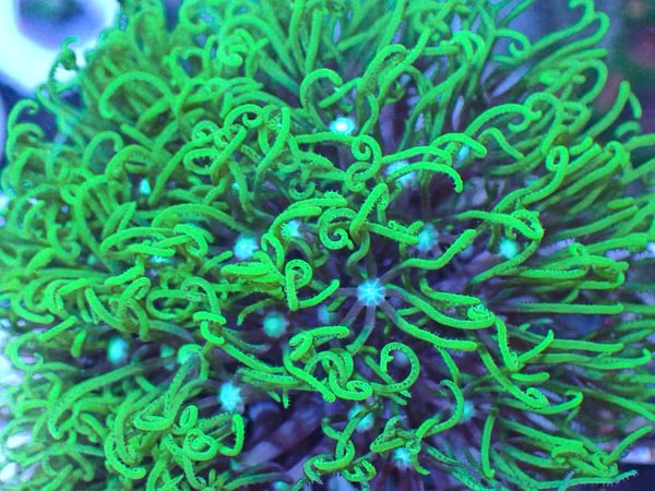 Image of Green Star Polyps