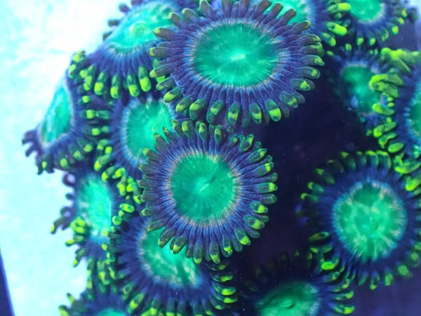 Image of Limoncello Zoa 3 polyps