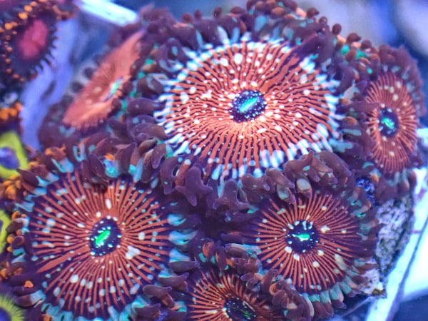 Image of White Zombie zoa 3 polyps