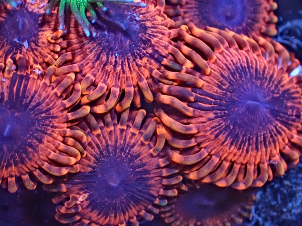 Image of Deadpool Zoa 3 polyps