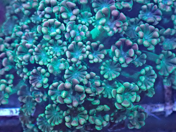 Image of Bangarang Alviopora 10 polyps