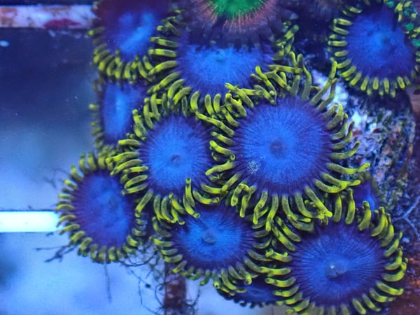 Image of Blue Phoenix 3 polyps