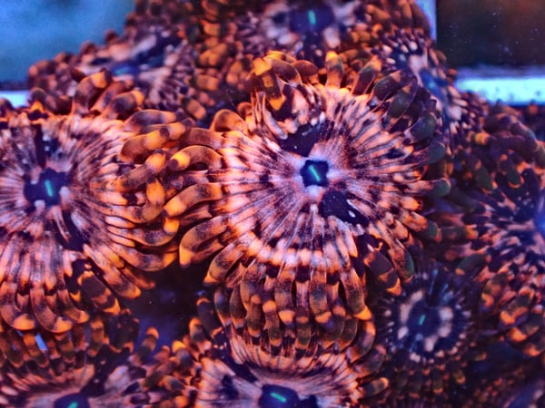 Image of Utter Chaos zoa 3 polyps