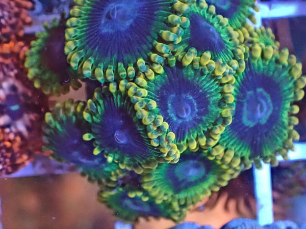 Image of Yoda Zoa 3 polyps