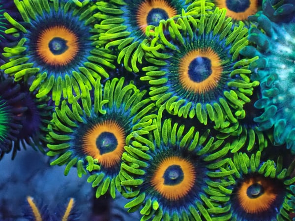 Image of Super Sayian Zoas 3 polyps