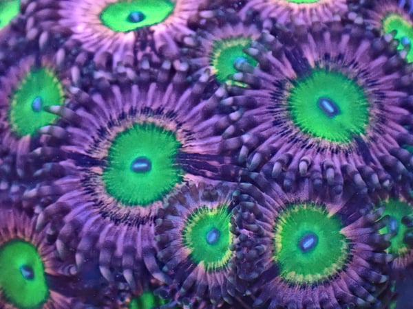 Image of Pink Hippo Zoa 3 polyps