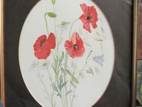 Image 4 of Vintage Watercolour Painting, Red Poppies & Flowers, Moira Smith '83, Frame Size 13 3/8 x 11 3/8 ins