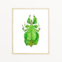 Image 1 of Green Leaf Insect Phyllium bioculatum Watercolor Illustration PRINT