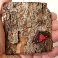 Image 4 of Cinnabar Moth