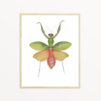 Image 1 of Malaysian shield mantis Watercolor Illustration PRINT 