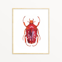 Image 1 of Stephanorrhina Adelpha Watercolor Illustration PRINT 