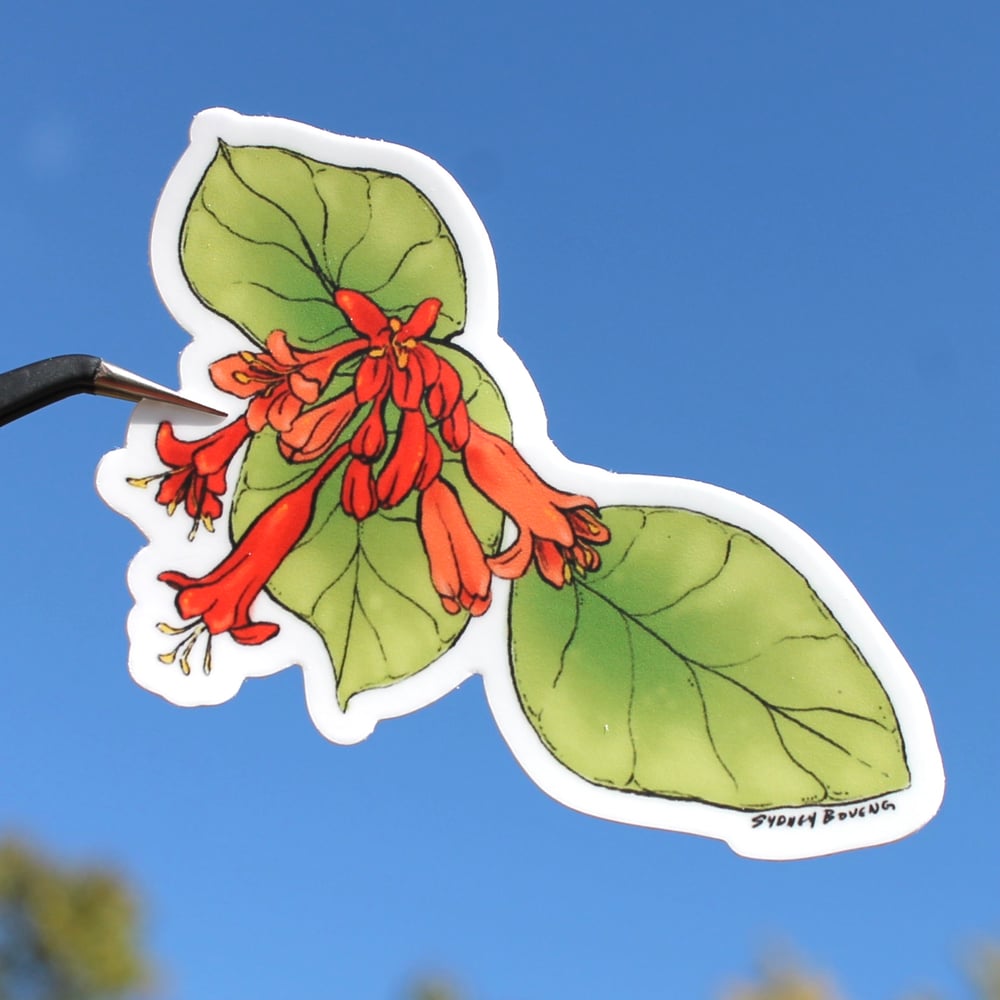 Image of Honeysuckle Sticker