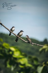 Image 2 of Eastern Kingbirds
