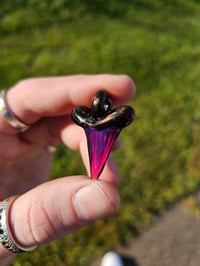 Image 2 of Electrum & royal jelly (glass) shark tooth pendant.