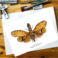 Image 3 of Peanut head Laternaria Watercolor PRINT