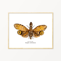 Image 1 of Peanut head Laternaria Watercolor PRINT