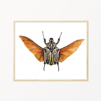 Image 1 of Goliath Beetle Watercolor Illustration PRINT 