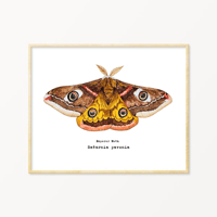 Image 1 of Emperor Moth Watercolor Illustration PRINT