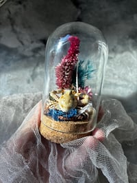 Image 1 of Tiny Crab in mini terrarium w/ sea urchin spine Curiosity Oddity Witch Altar Decor Sea Witch Tool...