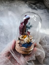 Image 3 of Tiny Crab in mini terrarium w/ sea urchin spine Curiosity Oddity Witch Altar Decor Sea Witch Tool...