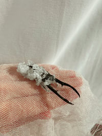 Image 5 of Crystalized Beetle Oddity Curiosity Longjaw Stag Beetle Wiccan Altar Decor Occult Witch Tools Div...