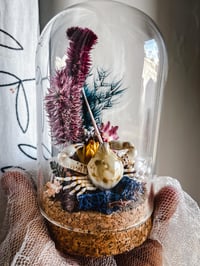 Image 10 of Tiny Crab in mini terrarium w/ sea urchin spine Curiosity Oddity Witch Altar Decor Sea Witch Tool...