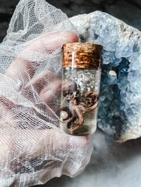 Image 2 of Tiny Octopus in a Curiosity Vial Tentacle Vial Octopus Specimen Curio Cabinet Hoodoo Curiosities ...