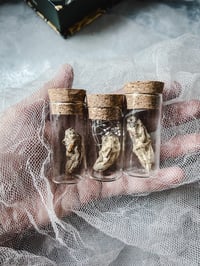 Image 1 of Zombie Fungus in Glass Vial Weird, collectible curiosity Oddity Witchy cicada nymph taken over by...