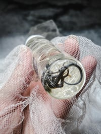 Image 7 of AZ Lizard Wet Specimen in  Vial Natural History Curiosities Cabinet Oddity Witch altar tools liza...