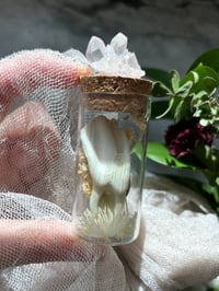 Image 1 of Buffalo Molar Buffalo Tooth in glass vial, Curiosity Vial Witch Supplies Cabinet Curiosities Oddi...