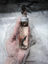 Image 10 of AZ Lizard Wet Specimen in  Vial Natural History Curiosities Cabinet Oddity Witch altar tools liza...