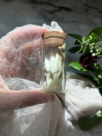 Image 2 of Buffalo Molar Buffalo Tooth in glass vial, Curiosity Vial Witch Supplies Cabinet Curiosities Oddi...