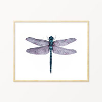 Image 1 of Dragonfly Watercolor Illustration PRINT 