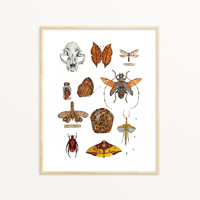 Image 1 of Cabinet of Curiosities watercolor illustration PRINTS