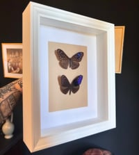 Image 1 of Couple: Euploea Mulciber - 20x25cm